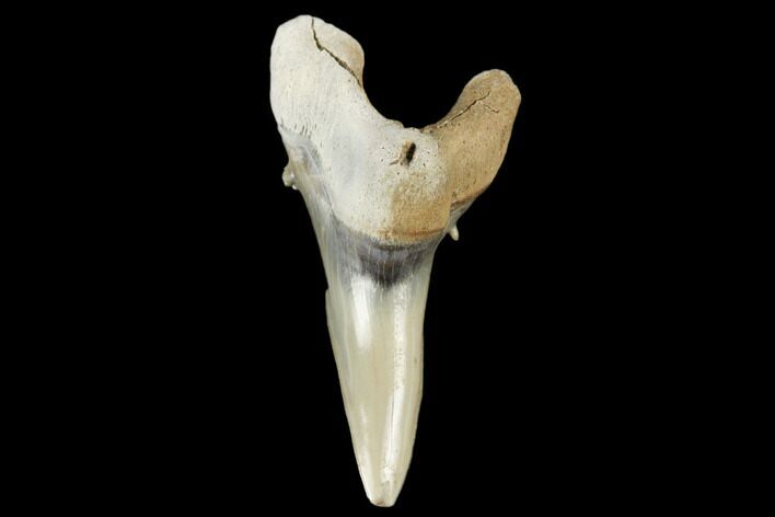 Snaggletooth Shark (Hemipristis) Lower Tooth - Aurora, NC #180124
